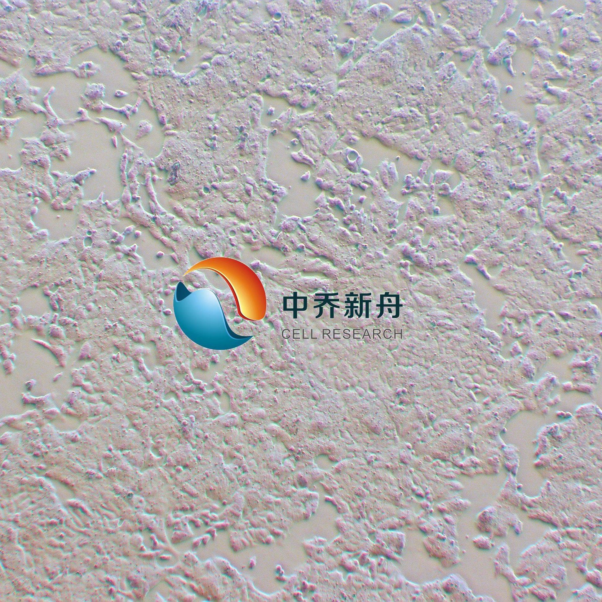 P19小鼠畸胎瘤细胞