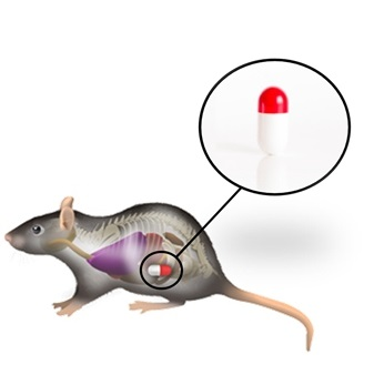 大小鼠组织温度测量探头,动物组织温度测量仪