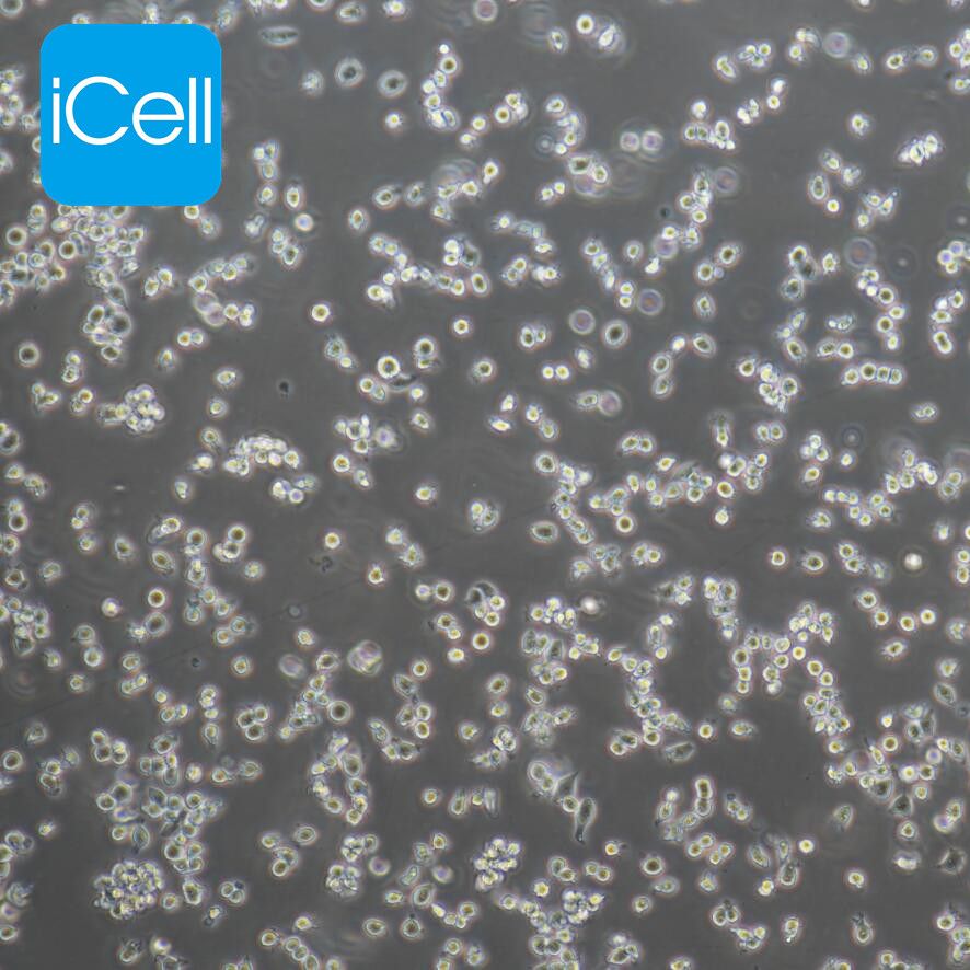 P815细胞、P-815细胞、P-815、P815、小鼠肥大细胞瘤细胞/STR鉴定/镜像绮点生物