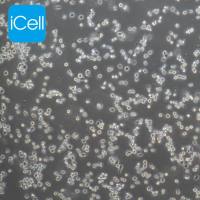 P815细胞、P-815细胞、P-815、P815、小鼠肥大细胞瘤细胞/STR鉴定/镜像绮点生物