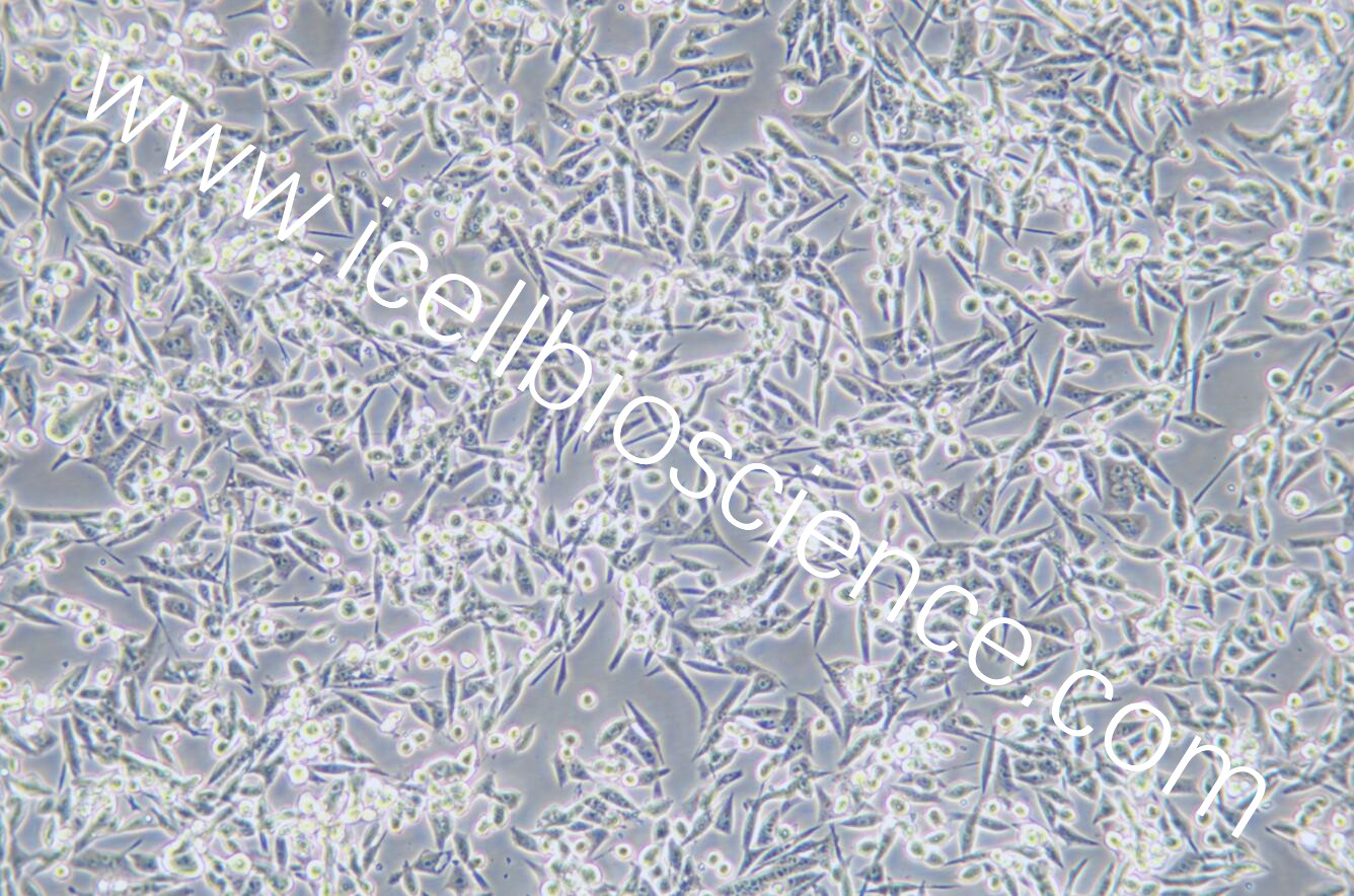 E0771、E0771细胞、E-0771细胞、E-0771、