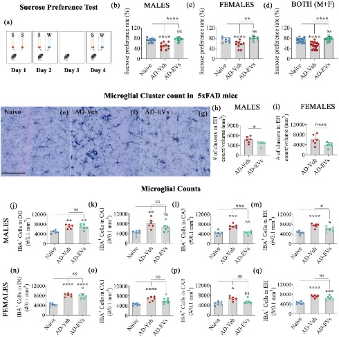 外泌体技术服务 外泌体技术服务