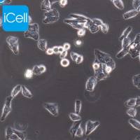 Bel-7405细胞 | Bel7405细胞 | Bel-7405 | Bel7405 | 人