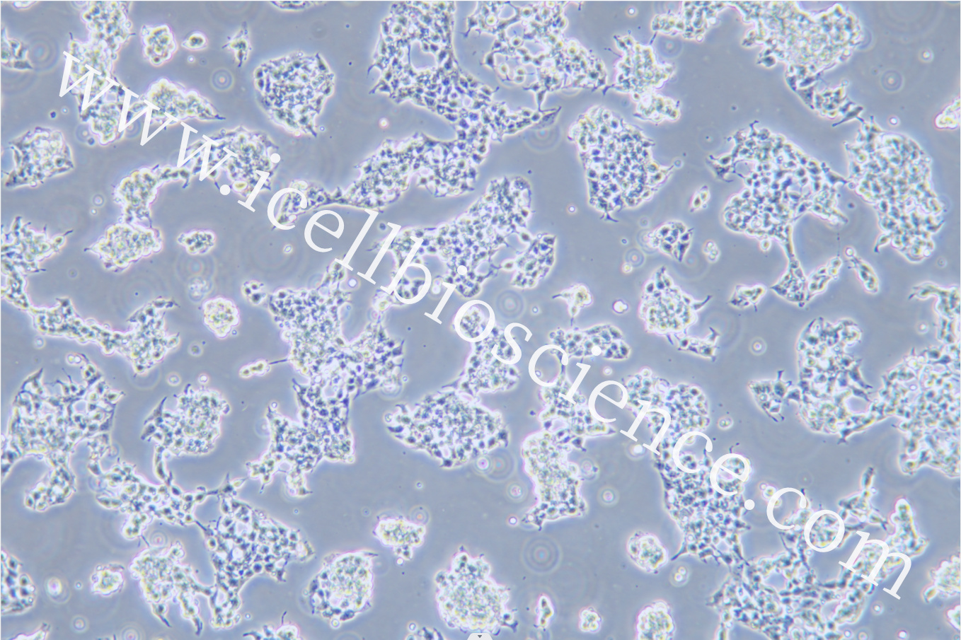 266-6、266-6细胞、2666细胞、2666细胞、小鼠