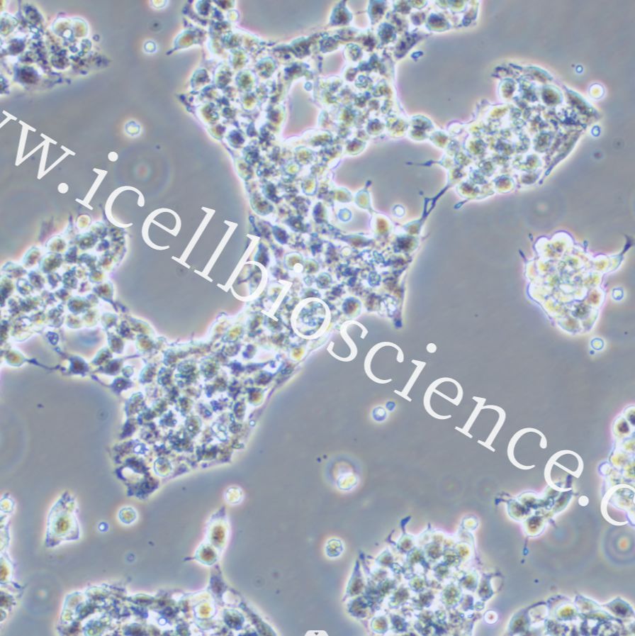 266-6、266-6细胞、2666细胞、2666细胞、小鼠胰腺腺泡癌细胞 镜像绮点(Cellverse)