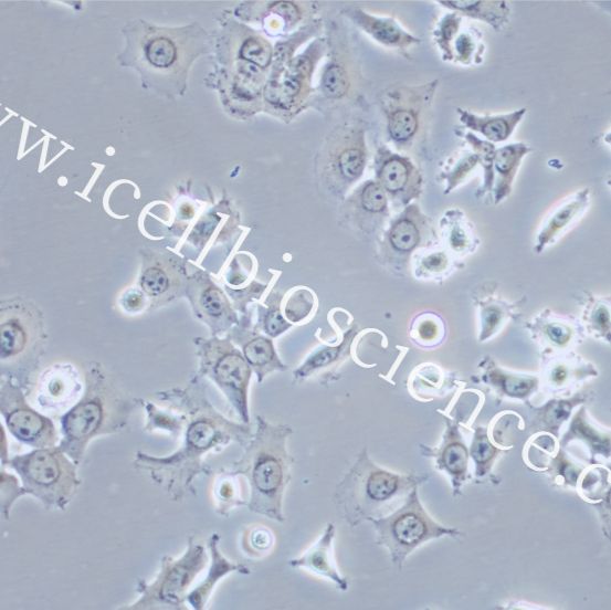 HCC1588 | HCC1588细胞 | HCC-1588细胞 | HCC-1588 | 人肺鳞癌细胞 | STR鉴定