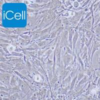 C3H/10T1/2 Clone 8 |C3H/10T1/2 Clone 8细胞|C3H/10T1/2|C3H/10T1/2细胞|小鼠胚胎成纤维细胞/STR鉴定/镜像绮点（Cellverse）