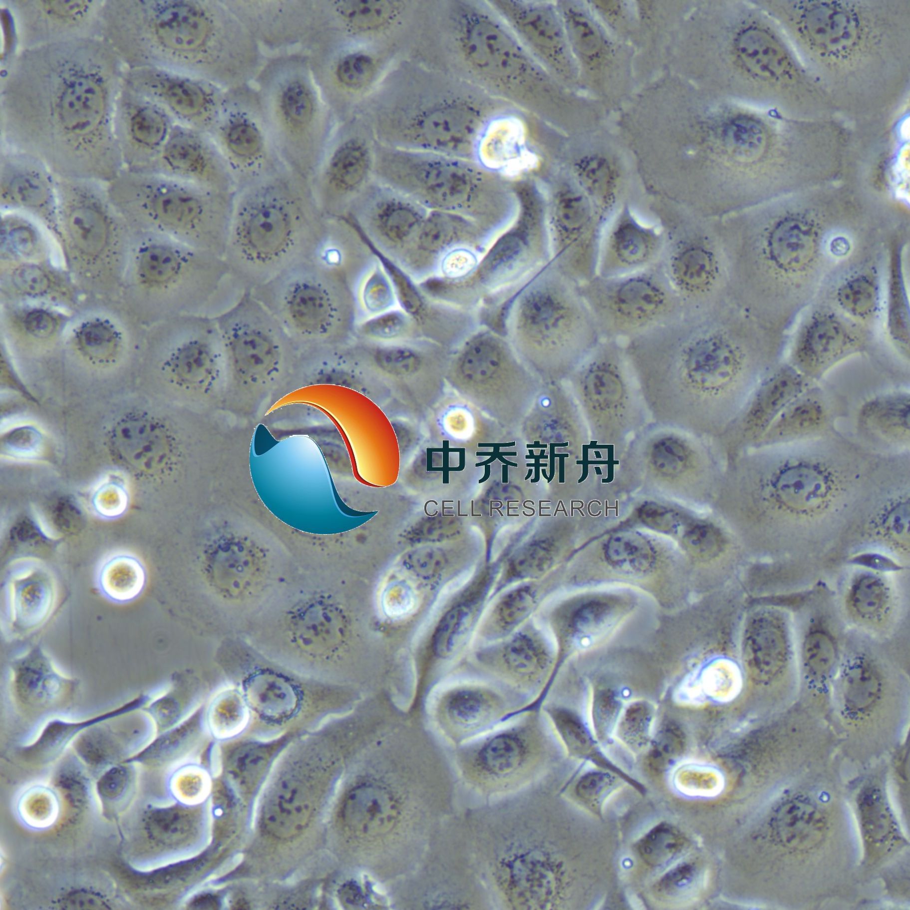TE-1人食管癌细胞