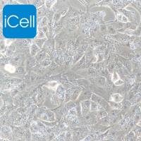 T98G、T98G细胞 、98G细胞 、T98G 、人胶质母细胞瘤/STR鉴定