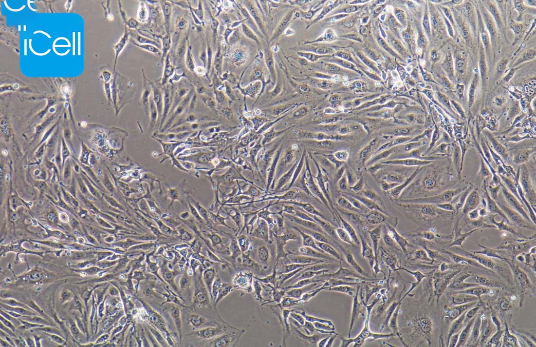 bEnd.3+RFP、bEnd.3/RFP细胞、bEnd.3