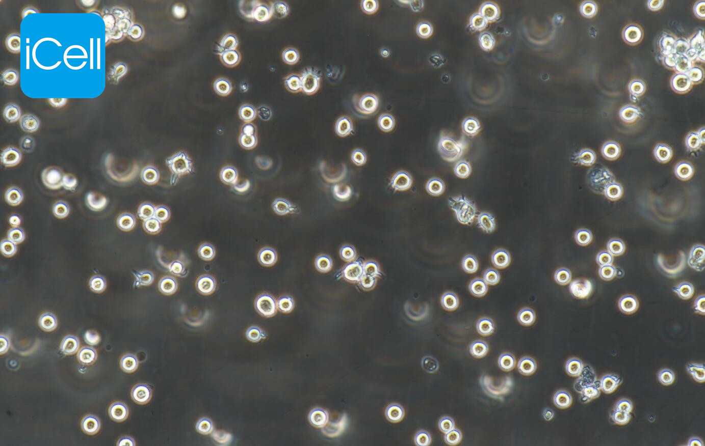 HEL |HEL细胞|HEL细胞|人红白细胞白血病细胞/ST