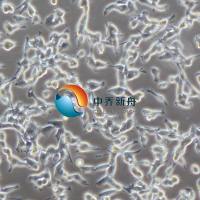 CT26.WT小鼠结肠癌细胞