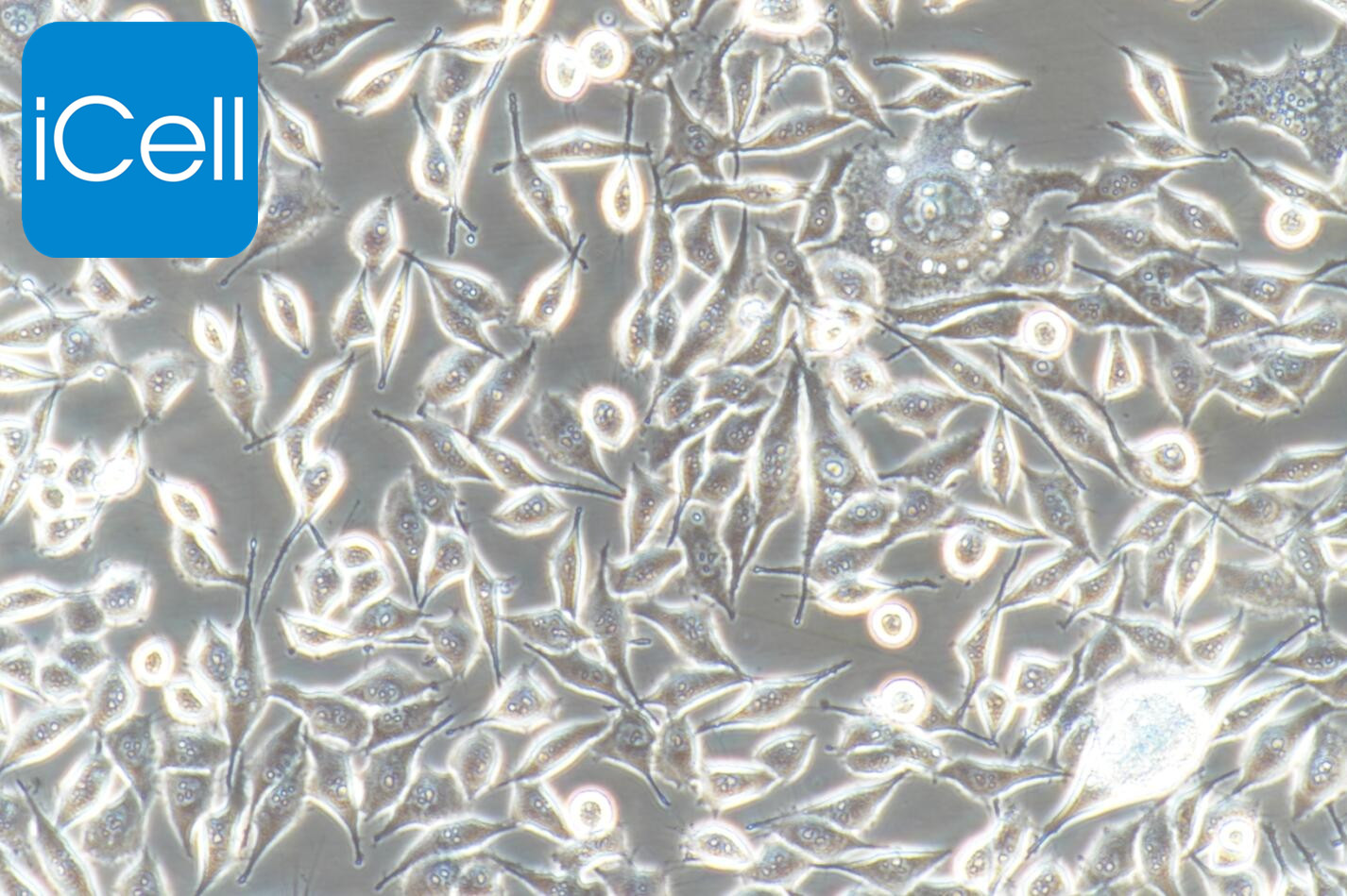 PC-3、PC-3细胞、PC3细胞、PC3 人前列腺癌细胞/