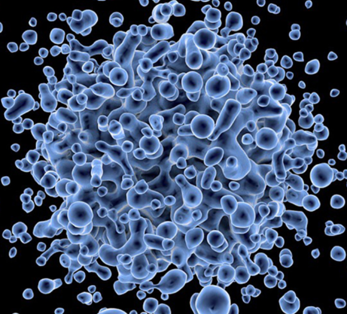 人淋巴母细胞(EBV 转化)(HCC38 BL)