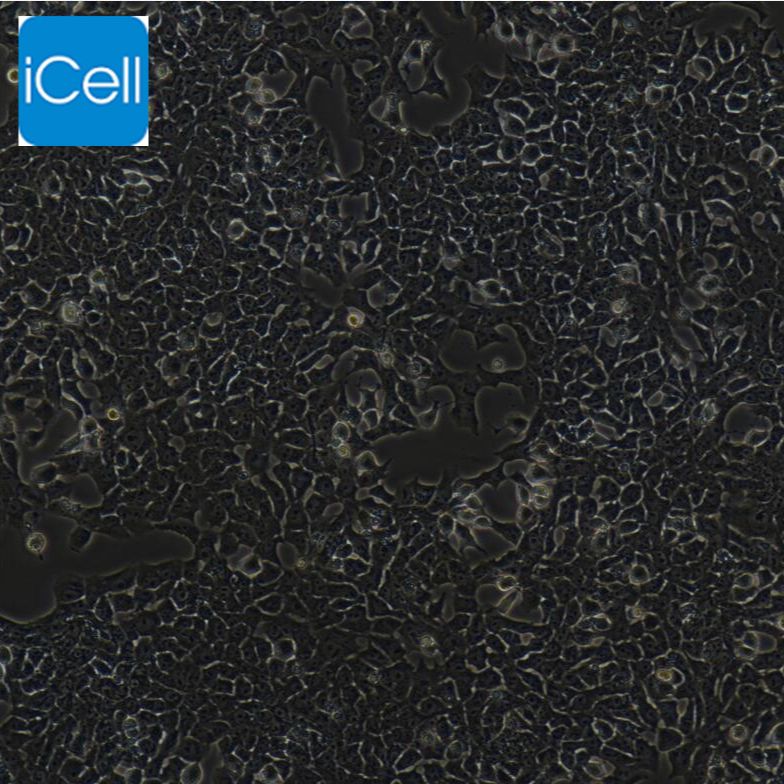 RH-35、RH-35细胞、RH35细胞、RH35、大鼠肝癌细胞/种属鉴定/镜像绮点（Cellverse）