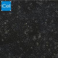 RH-35、RH-35细胞、RH35细胞、RH35、大鼠肝癌细胞/种属鉴定/镜像绮点（Cellverse）