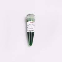 2×增强型Taq PCR预混液(含染料)