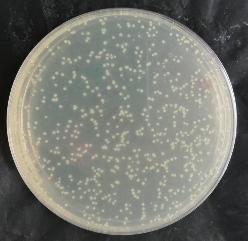 CICC22376 球形芽孢杆菌染菌载体（玻片）