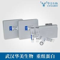 Recombinant-Escherichia-coli-O7:K1-Universal-stress-protein-BuspBUniversal stress protein B
