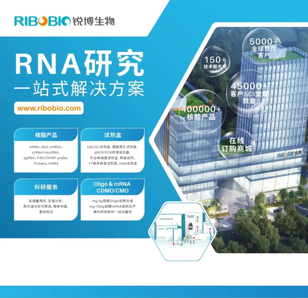 J Hematol Oncol（IF29.5）丨myCAFs来源的外泌体lncRNA PWAR6是CRC肝转移的关键标志物