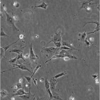 无害李斯特菌定量菌株