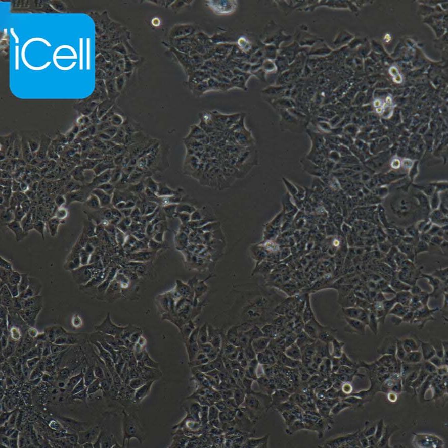 DLD-1 | DLD-1细胞 | DLD1细胞 | DLD1 | 人结直肠腺癌上皮细胞 | STR鉴定 | 镜像绮点（Cellverse）