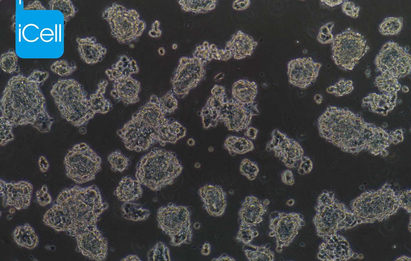 BETA-TC-6、BETA-TC-6细胞、BETATC6细