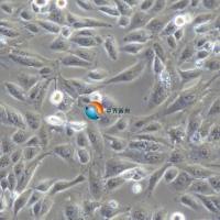 HK-2人肾上皮细胞