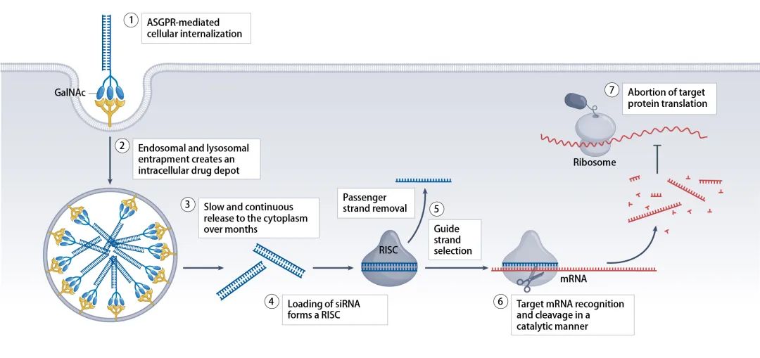siRNA药物化学设计：从发现到临床应用