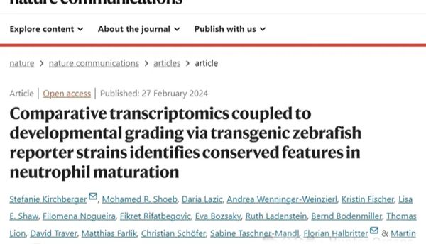 IF=16.6丨Nature子刊：通过斑马鱼及比较转录组学研究，鉴定中性粒细胞成熟过程中的保守特征