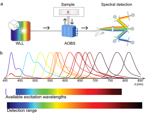 SpectraPlex：赋能Nature Methods 2024年度空间生物学方法的3D超多标成像工具（上篇）