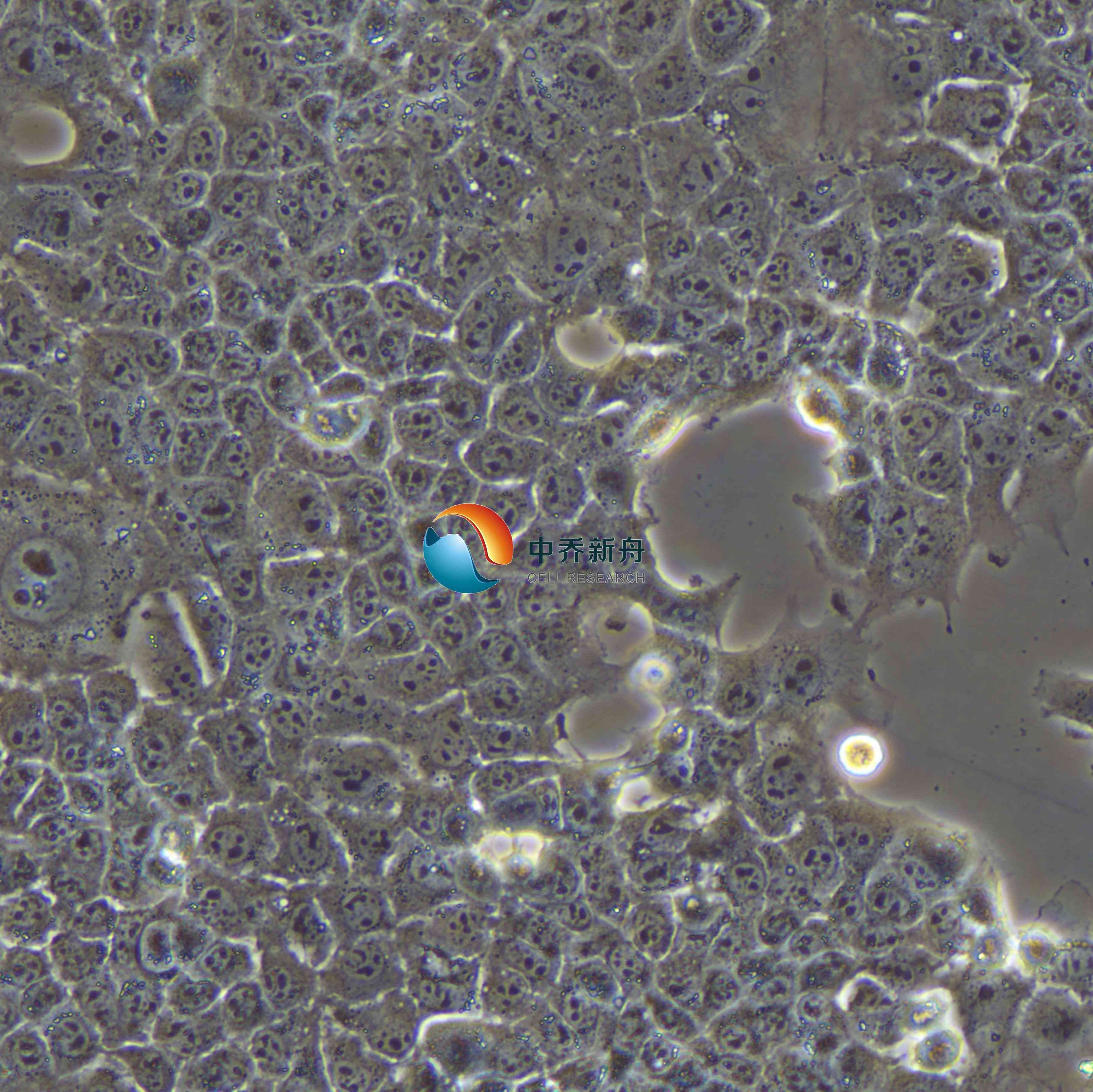 AML12小鼠肝实质细胞