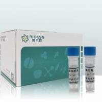 pCMV-SMTNL2(human)-3×FLAG-Neo