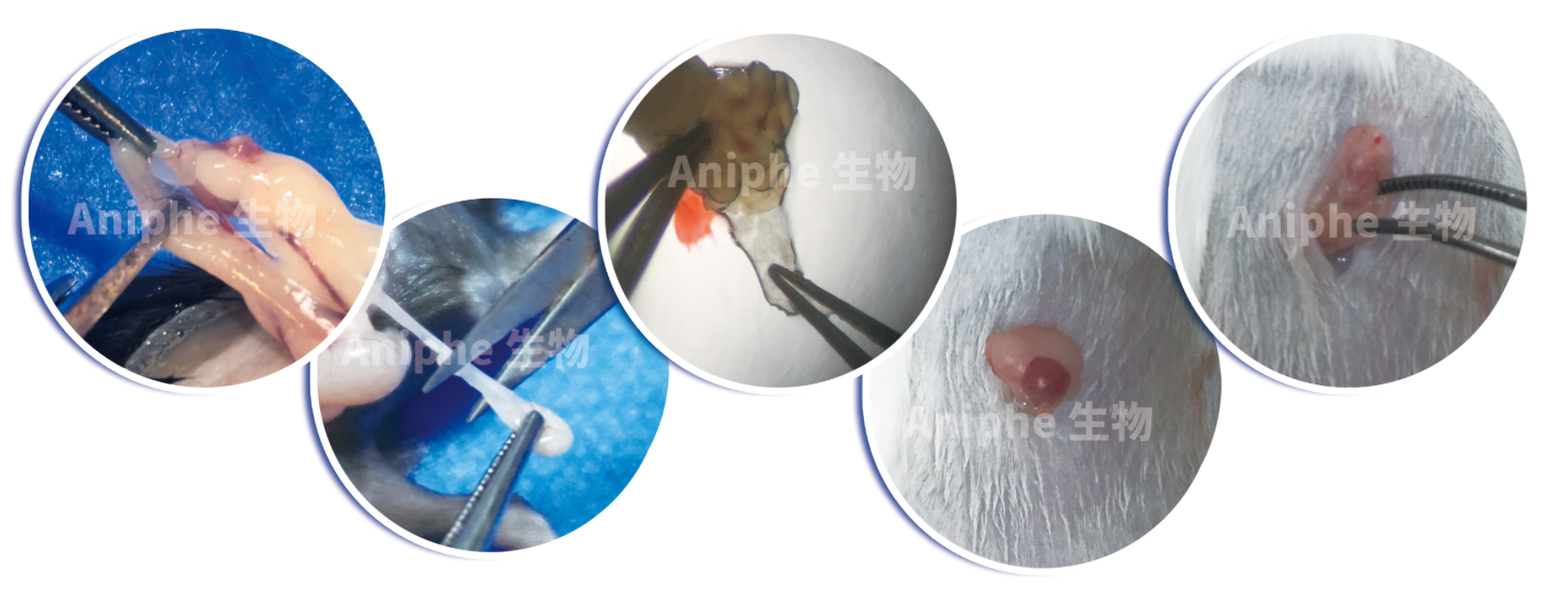 45天快速繁育秘诀！IVF-ET辅助生殖技术让你的鼠宝赢在起跑线上！