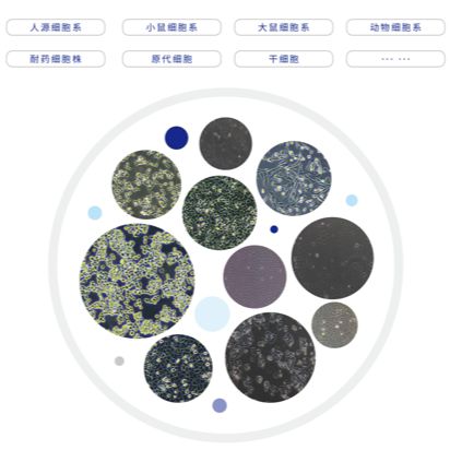 MMQ（大鼠垂体瘤细胞）