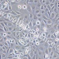 HCE-T、HCE-T细胞、HCET细胞、HCET、人角膜上皮细胞/STR鉴定/镜像绮点