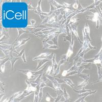 DI TNC1、DI TNC1细胞、DITNC1细胞、DITNC1大鼠脑间质细胞/STR鉴定/镜像绮点（Cellverse）