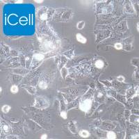 UMR-106、UMR-106细胞、UMR106细胞、UMR106、大鼠骨肉瘤细胞/种属鉴定/镜像