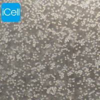 DT40、DT40细胞、DT-40细胞、DT-40鸡淋巴瘤细胞/STR鉴定/镜像绮点