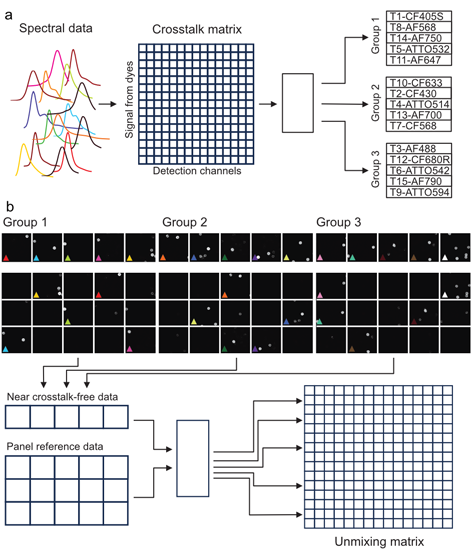 SpectraPlex：赋能Nature Methods 2024年度空间生物学方法的3D超多标成像工具（下篇）