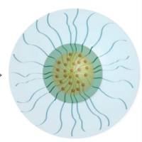 负载多柔比星(DOX)的PMgDP纳米粒被叶酸(FA)修饰