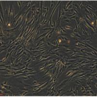 肠炎沙门氏菌肠炎亚种定量菌株