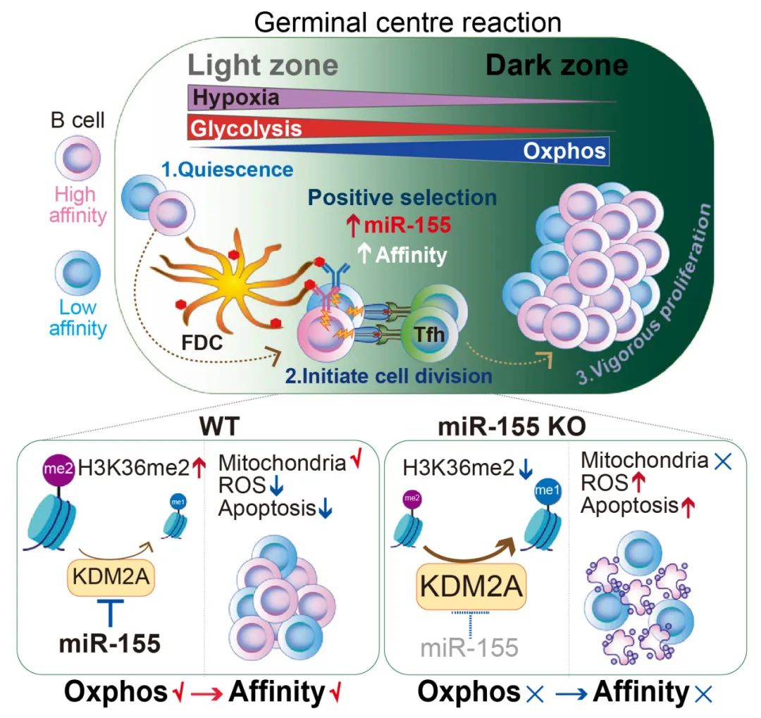 miRNA研究进展盘点丨20241206期