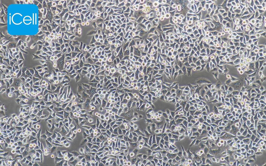 LTPA、LTPA细胞、LTPA细胞、LTPA、小鼠胰腺癌细