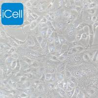 Vero E6 | VeroE6细胞 | VeroE6细胞 | VeroE6 | 非洲绿