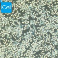 AR42J、AR42J细胞、AR42J细胞、大鼠胰腺外分泌细胞/STR鉴定