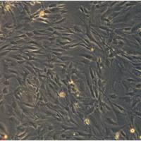 表皮葡萄球菌定量菌株