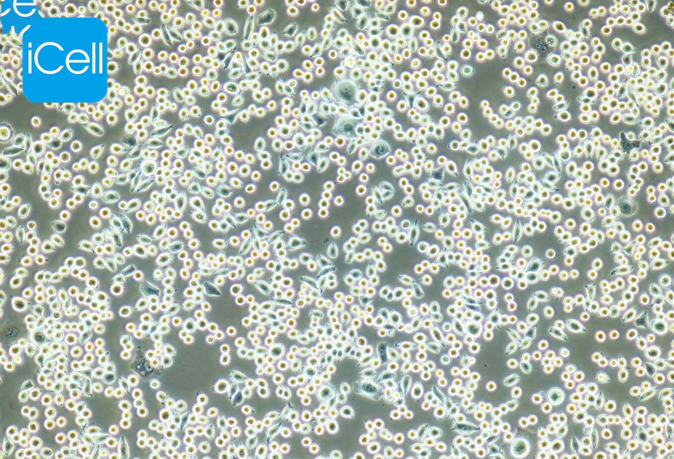 AR42J、AR42J细胞、AR42J细胞、大鼠胰腺外分泌细