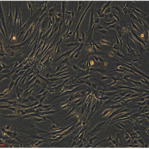 酿酒酵母定量菌株