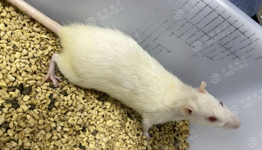 动物模型 | 野百合碱（MCT）诱导大鼠肺动脉高压模型